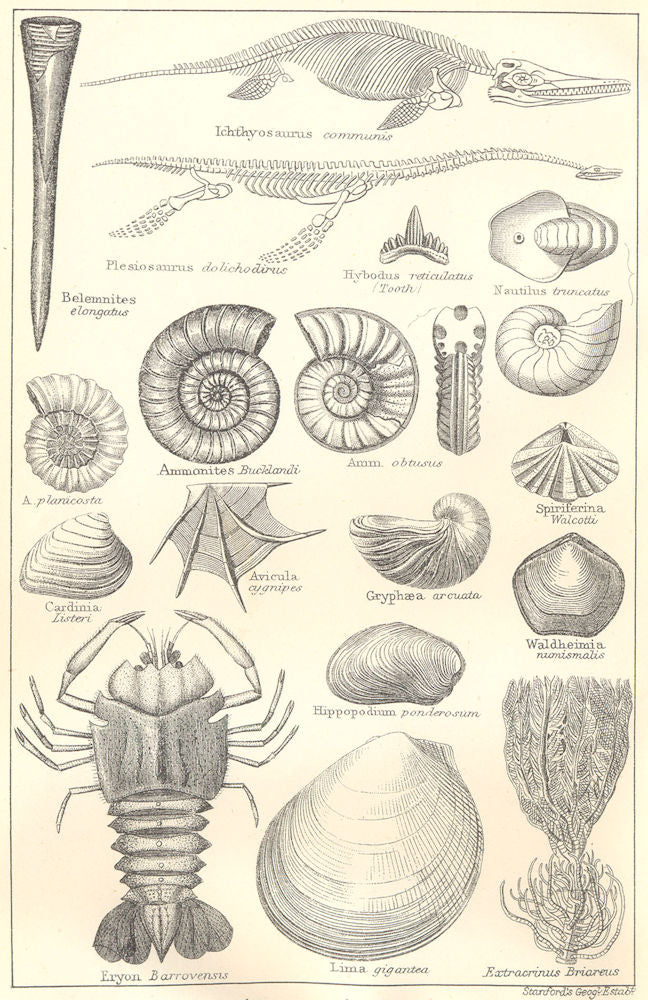 BRITISH FOSSILS. Liassic Lower Lias. Molluscs. Ammonites. STANFORD 1880 print